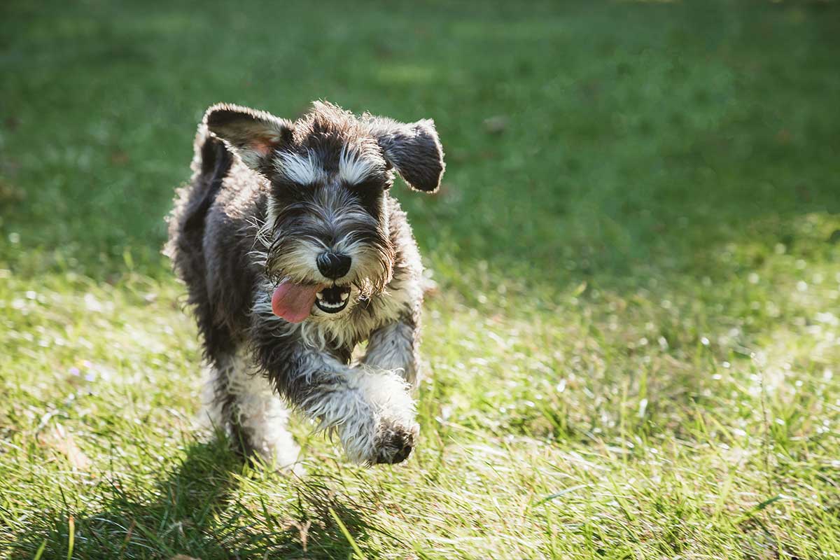 Schnauzer